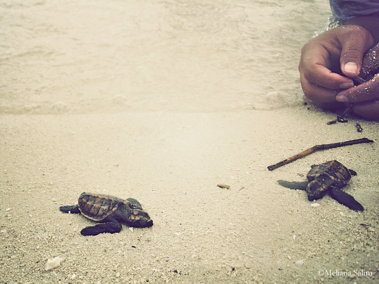tugu lombok - sea turtle release